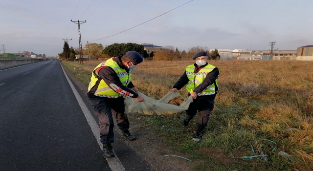 Tekirdağ’da jandarmadan yaralı köpeğe şefkat eli