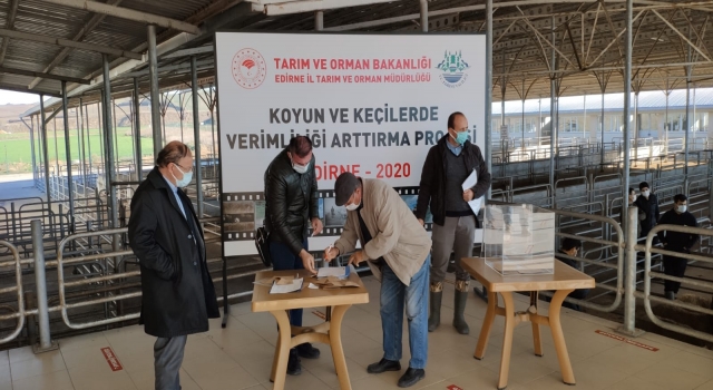 Edirne’de küçükbaş hayvan yetiştiricilerine damızlık koç dağıtıldı