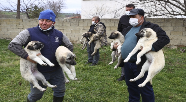 Kurt saldırılarına uğrayan sürüler ”kangal” köpekleriyle korunacak