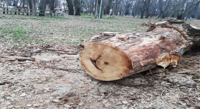 Edirne Kent Ormanı’nda can ve mal güvenliği riski oluşturan ağaçlar kontrollü kesiliyor