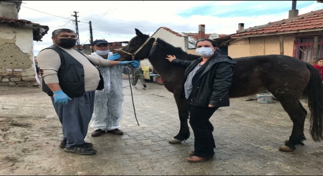 Edirne’de at ve eşekler yönetmelik gereği kimliklendirildi