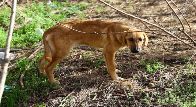 Üniversite öğrencileri sayesinde hasta ve bitkin yavru köpek bakıma alındı