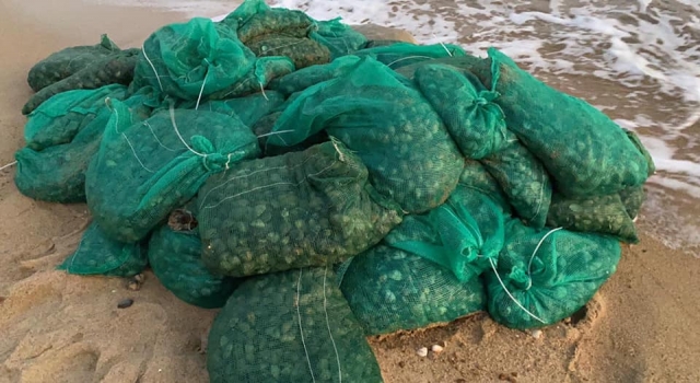 Edirne’de kaçak toplanan 1 ton kum midyesi ele geçirildi