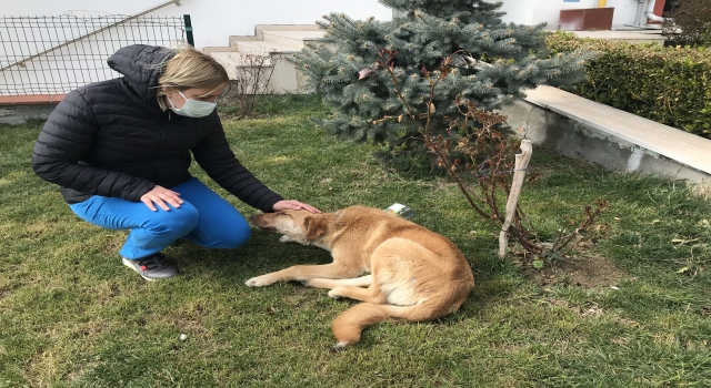 Edirne’de bir otomobilin çarpıp kaçtığı ayağından yaralı sokak köpeğini tedavi altına alındı