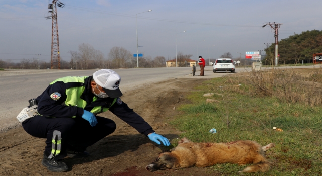 Edirne’de polis, severek sakinleştirdiği yaralı köpeğin başından ayrılmadı