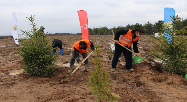 Edirne’de geçen yıl yanan alanlara 170 bin fidan dikildi