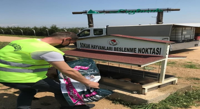 Kırklareli Belediyesinden sokak hayvanlarına mama desteği