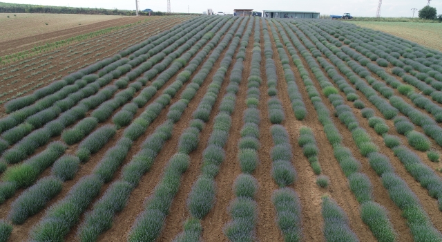 Tekirdağ’da çiçek açan lavanta tarlaları göz kamaştırıyor