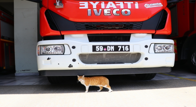 Otomobil motorundan kurtarılan kediler Tekirdağ itfaiyesinin maskotu oldu