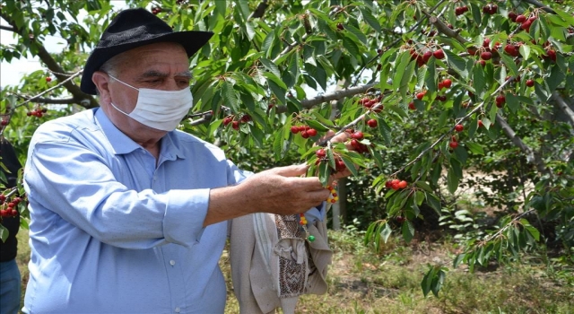 Edirne’de huzurevi sakinleri kiraz hasadına katıldı