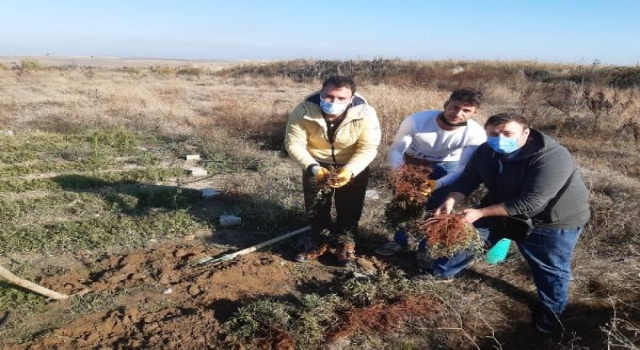 Edirne kırmızısı üretiminde kullanılan ‘Rubia tınctorum’ bitkisinin ilk hasadı yapıldı