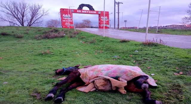 Soğuktan ölmek üzere olan at için seferber oldular