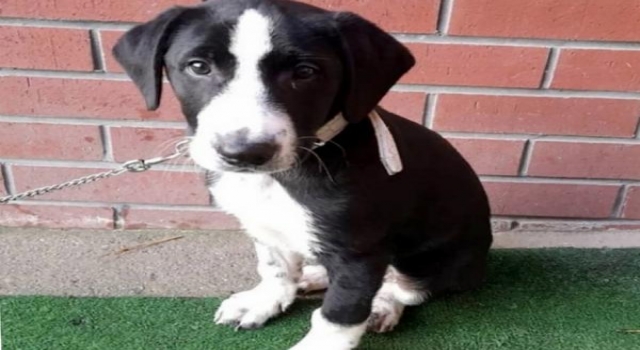 İlkokulun kayıp köpeği ’Zeytin’ bulundu