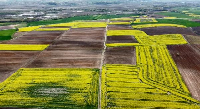 Trakya’da kanola, yerini ayçiçeğine bıraktı