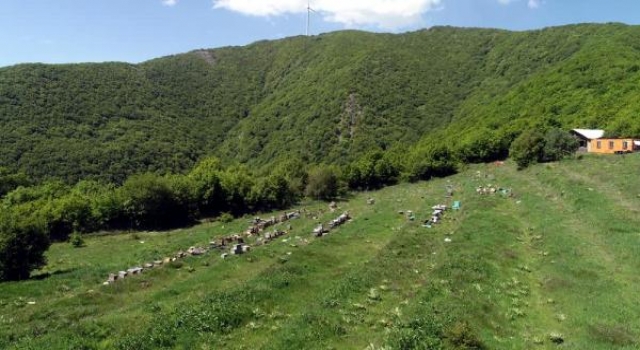 Tekirdağ’da o kovanlara zarar verildi; 4 milyon arı öldü, ana arılar çalındı (2)