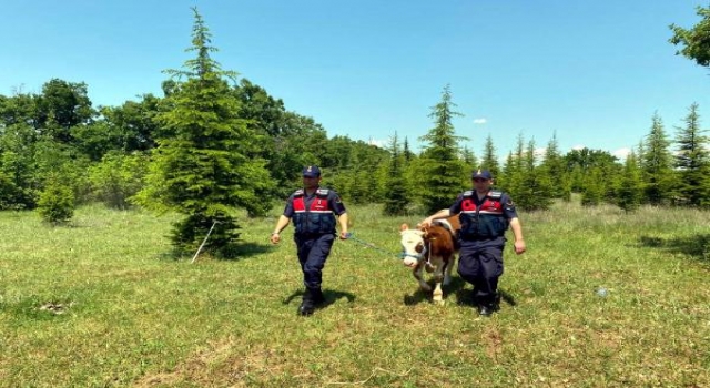 Jandarma, kayıp düveyi dronla buldu