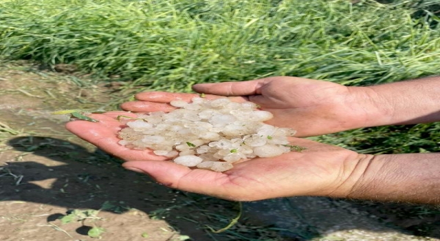 Edirne’de dolu yağışı buğday tarlalarına zarar verdi