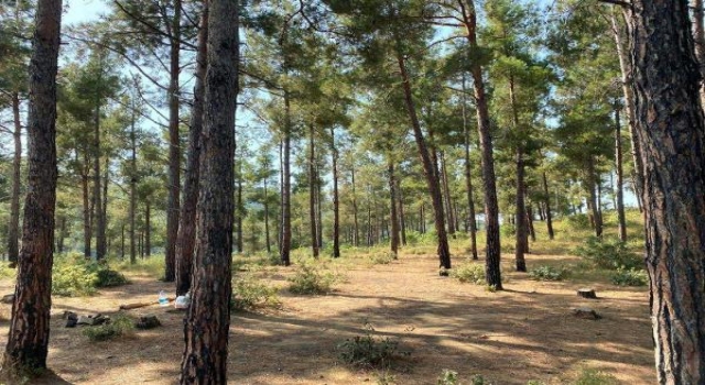 Tekirdağ’da ormanlara girişler yasaklandı