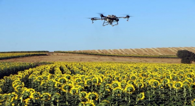  Trakya’da ayçiçek tarlalarını istila eden ‘çayır tırtılı’ ile dronlu mücadele