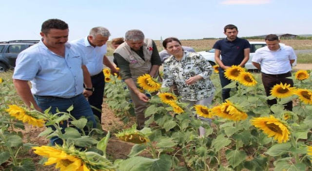 AK Parti’li Aksal, çayır tırtılının kontrol altına alındığını bildirdi