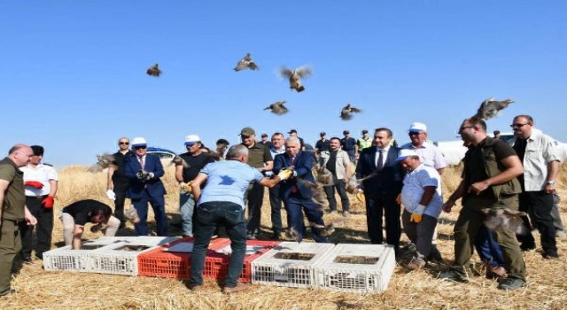 Tekirdağ’da 800 keklik doğaya salındı