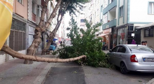 Şiddetli rüzgar ağacı devirdi; otomobil de zarar gördü