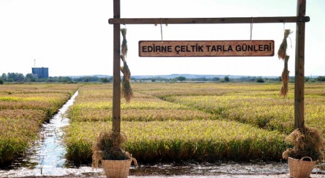 Edirne’de çeltik hasadı, ’tarla günleri’ ile başladı