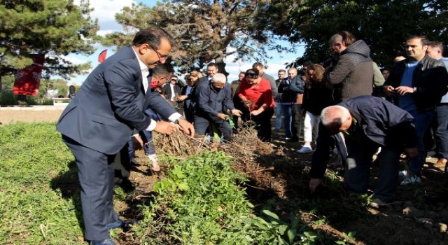 Edirne Kırmızısı Hasat Şenliği’nde ’kırmızılı’ keman ve semazen gösterisi (2)