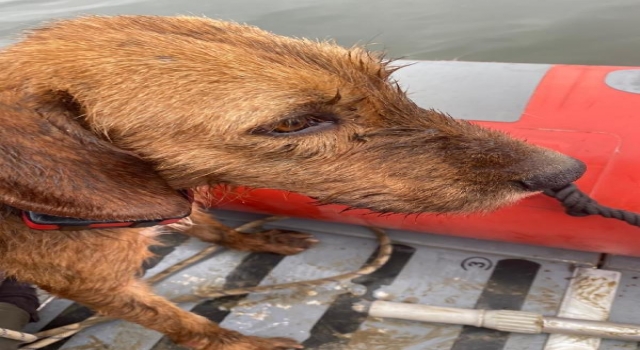 Baraja düşerek mahsur kalan köpeği AFAD kurtardı