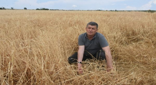 Edirne’de dolunun vurduğu tarlalarda hasar tespiti yapılıyor