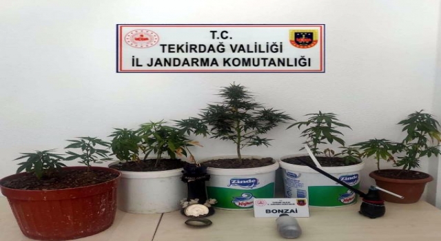 Tekirdağ’da evlerinde kenevir yetiştiren 2 şüpheli yakalandı