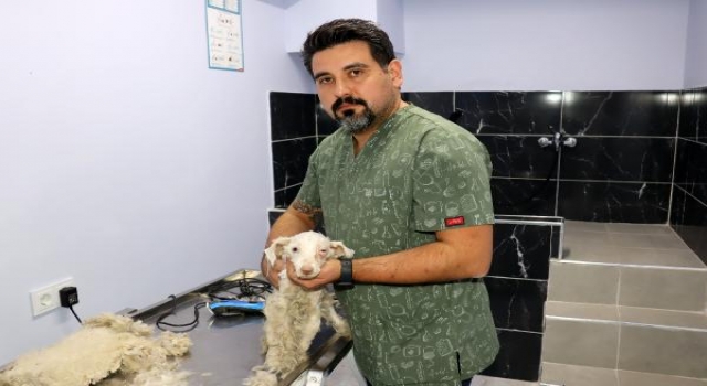 Barınak kapısına bağlanarak terk edilen yaralı köpek, tedaviye alındı