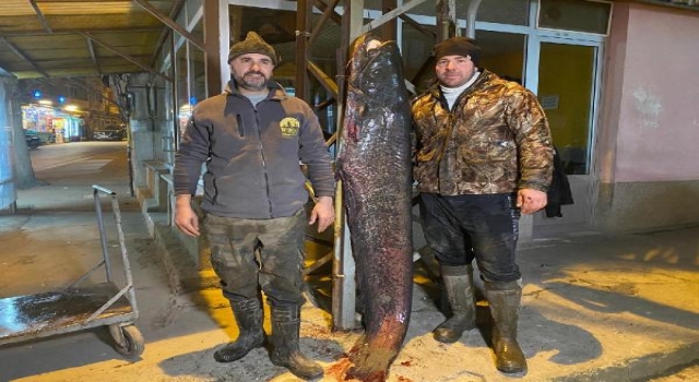 Meriç Nehri’nde 2 metre, 70 kilo yayın yakaladılar