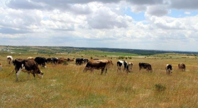 Kırklareli’ne kaçak hayvan getiren besiciye 81 TL ceza uygulandı