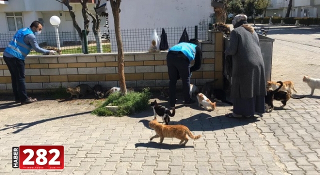 Tekirdağ'da din görevlileri "can dostlar" için sokaklara mama bıraktı