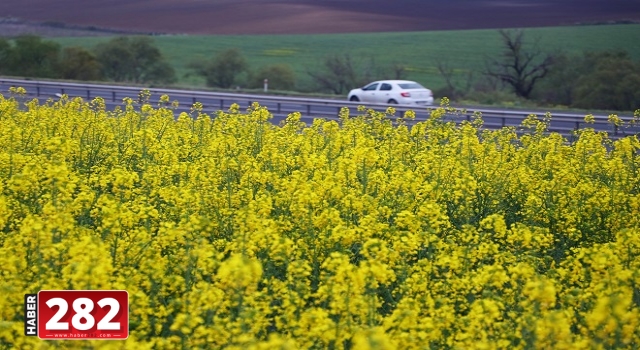 Trakya'da "sarı bahar"