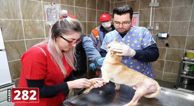 Can Dostlarımıza Kemoterapi ve Ozon Tedavisi Uyguluyoruz