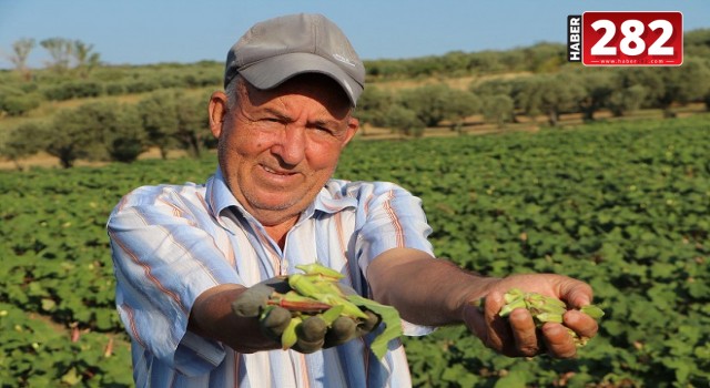 Ata tohumu ile ekilen 'kınalı bamya'nın coğrafi işaret alması için çalışma başlatıldı