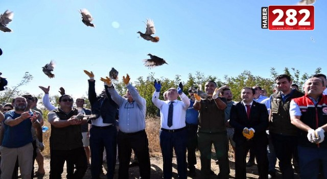 Tekirdağ'da 300 çil keklik doğaya salındı