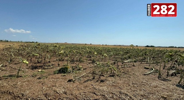 TEKİRDAĞ'da tarım alanlarında dolu ve rüzgar zararı