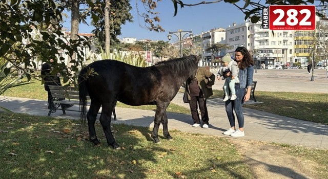 Tekirdağ’da başıboş 3 at, kent merkezine indi