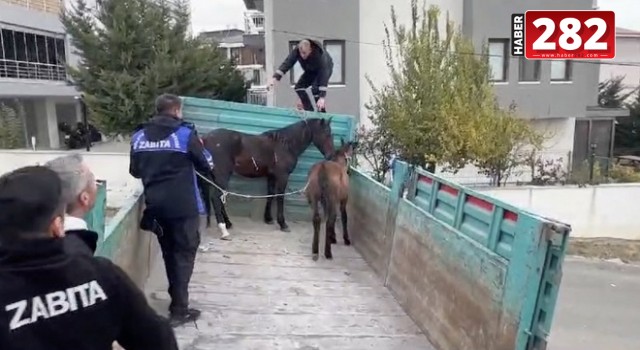 Tekirdağ’da başıboş atlar toplandı