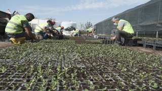 Edirne Belediyesi 300 bin menekşe fidesi yetiştirdi