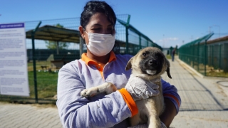 Kırklareli’nde yolda zifte bulanan köpek ”Şanslı” sağlığına kavuştu