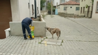 Keşan’da sokağa çıkma kısıtlamasında sokak hayvanları unutulmadı