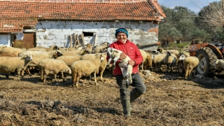 Hayvancılık bilgisiyle sosyal medyada gündem olan Havranlı Şevki Savran’ın koyunları sigortalandı