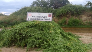 Kırklareli’nde 231 bin kök Hint keneviri yakılarak imha edildi