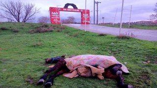 Soğuktan ölmek üzere olan at için seferber oldular