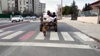 Köpeği at arabasına bağlayıp koşturdu, gözaltına alındı