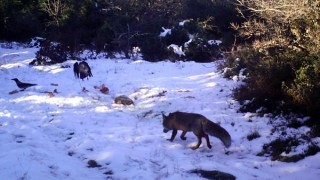 Kurtlar için bırakılan yemlere gelen çakal ve kargalar fotokapanda